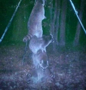 Подвесил приманку для оленей повыше, чтобы еноты не смогли достать... (1739 просмотров) <a class='original' href='./download/file.php?id=78766&mode=view' target=_blank>Загрузить оригинал (47.11 КБ)</a>