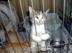 Мне всего 3 месяца, но уже 5 судимостей за хулиганство (2029 просмотров) <a class='original' href='./download/file.php?id=78930&mode=view' target=_blank>Загрузить оригинал (54.42 КБ)</a>