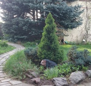 коника (8702 просмотра) <a class='original' href='./download/file.php?id=79190&mode=view' target=_blank>Загрузить оригинал (97.4 КБ)</a>