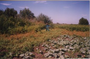 Где-то там картофель. Косу сломал об сорняки... (1350 просмотров) <a class='original' href='./download/file.php?id=79289&mode=view' target=_blank>Загрузить оригинал (871.7 КБ)</a>