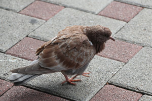 003.jpg (3914 просмотров) <a class='original' href='./download/file.php?id=79409&mode=view' target=_blank>Загрузить оригинал (957.39 КБ)</a>