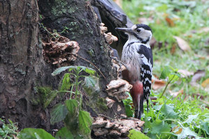 Просто дятел)))))))) (3914 просмотров) <a class='original' href='./download/file.php?id=79410&mode=view' target=_blank>Загрузить оригинал (897.48 КБ)</a>