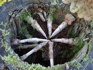 2625693_900.jpg (2184 просмотра) <a class='original' href='./download/file.php?id=82899&mode=view' target=_blank>Загрузить оригинал (107.98 КБ)</a>