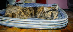 _DSC9509.jpg (3488 просмотров) <a class='original' href='./download/file.php?id=83423&mode=view' target=_blank>Загрузить оригинал (566.98 КБ)</a>