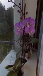 IMAG2084.jpg (2940 просмотров) <a class='original' href='./download/file.php?id=84375&mode=view' target=_blank>Загрузить оригинал (2.25 МБ)</a>