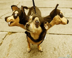 three-head-dog-funny-halloween-wallpapers-1280x1024.jpg (2225 просмотров) <a class='original' href='./download/file.php?id=85282&mode=view' target=_blank>Загрузить оригинал (174.11 КБ)</a>