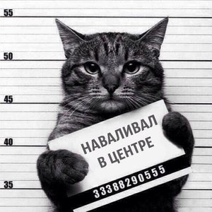 кот.jpg (2114 просмотров) <a class='original' href='./download/file.php?id=86335&mode=view' target=_blank>Загрузить оригинал (64.7 КБ)</a>