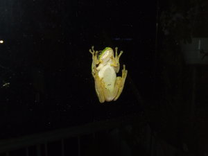 DSCF2520.JPG (2265 просмотров) <a class='original' href='./download/file.php?id=89601&mode=view' target=_blank>Загрузить оригинал (1.16 МБ)</a>