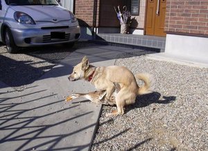 СТРАННАЯ СОБАКА.jpg (2799 просмотров) <a class='original' href='./download/file.php?id=91808&mode=view' target=_blank>Загрузить оригинал (97.48 КБ)</a>