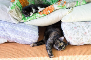 _DSC5461.jpg (2754 просмотра) <a class='original' href='./download/file.php?id=92096&mode=view' target=_blank>Загрузить оригинал (244.53 КБ)</a>