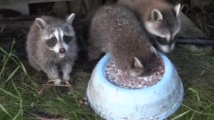 7_file.gif (2679 просмотров) <a class='original' href='./download/file.php?id=92130&mode=view' target=_blank>Загрузить оригинал (8.86 МБ)</a>