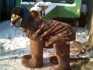 собакен.jpg (2408 просмотров) <a class='original' href='./download/file.php?id=99014&mode=view' target=_blank>Загрузить оригинал (250.15 КБ)</a>