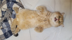 20170104_225443.jpg (4800 просмотров) <a class='original' href='./download/file.php?id=99179&mode=view' target=_blank>Загрузить оригинал (1.19 МБ)</a>