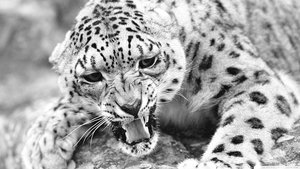 Гепард2.jpg (2196 просмотров) <a class='original' href='./download/file.php?id=99251&mode=view' target=_blank>Загрузить оригинал (2.2 МБ)</a>