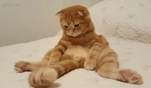 kот.gif (2272 просмотра) <a class='original' href='./download/file.php?id=99371&mode=view' target=_blank>Загрузить оригинал (1.99 МБ)</a>